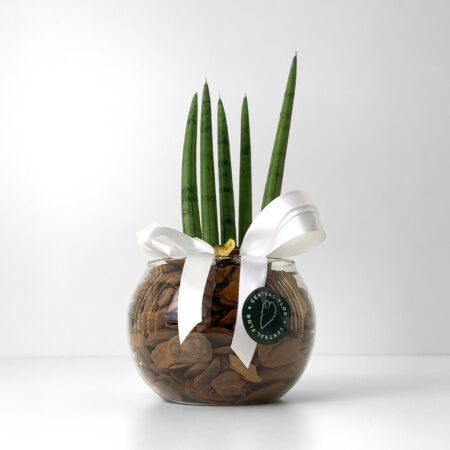 Composição Mini Lança P06 Reta + Cachepô de Vidro + Laço