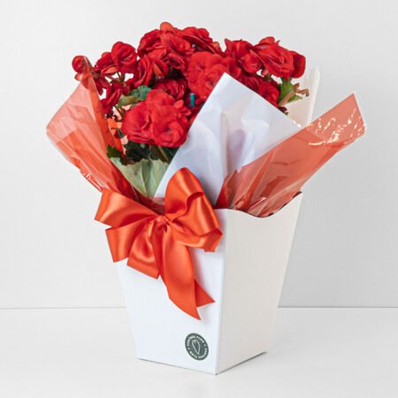 Begonia P15 Variada + Cachepô de Papel + Laço - Dia Dos Namorados 2026