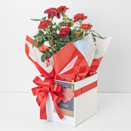 Mini Rosa P15 Vermelha + Cachepô de Papel + Laço - Dia Dos Namorados 2026