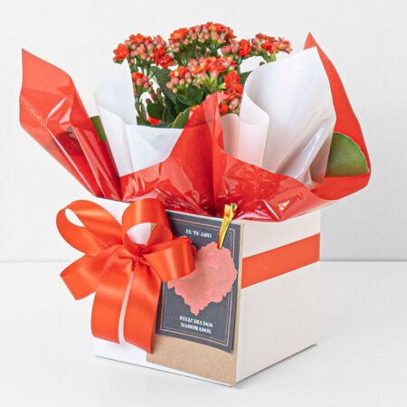 Kalanchoe P11 Vermelho + Cachepô de Papel + Laço - Dia Dos Namorados 2026