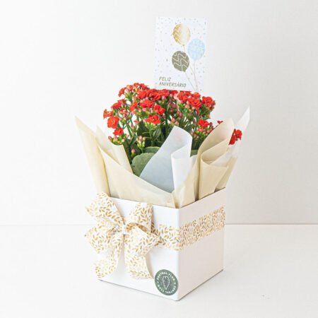 Kalanchoe P11 Vermelho + Cachepô de Papel + Laço + Tag Aniversário