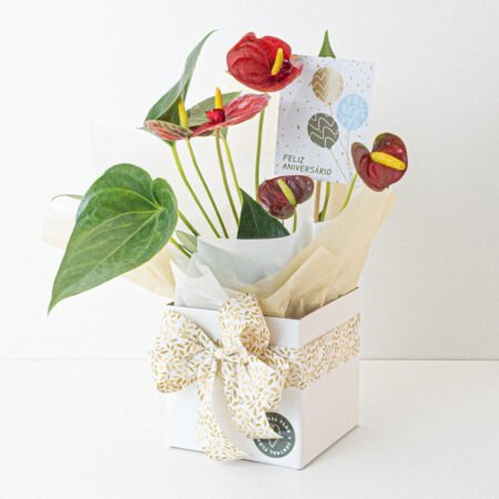Muda Antúrio P09 Vermelho + Cachepô de Papel + Laço + Tag Aniversário