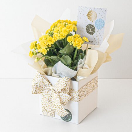 Kalanchoe P11 Amarelo + Cachepô de Papel + Laço + Tag Aniversário