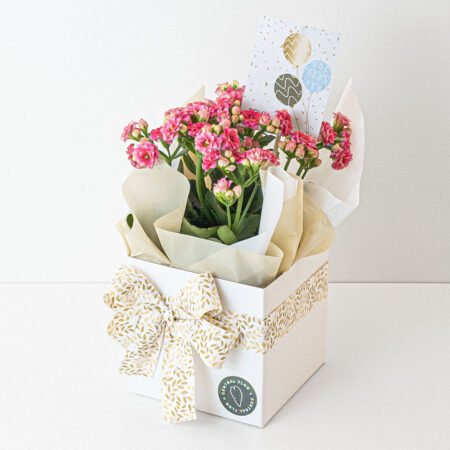 Kalanchoe P11 Rosa + Cachepô de Papel + Laço + Tag Aniversário