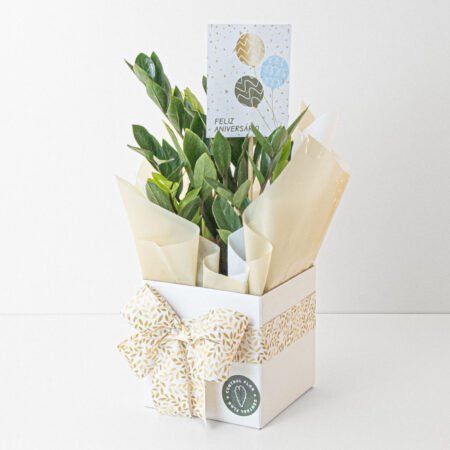 Zamioculca P09 + Cachepô de Papel + Laço + Tag Aniversário