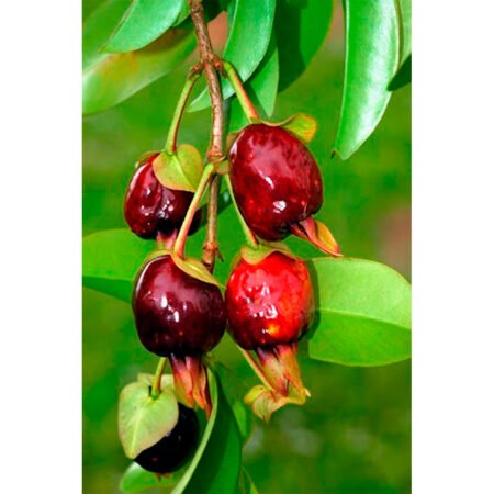 Muda Cereja Nativa