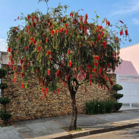 Muda Calistemo (Escova de Garrafa)