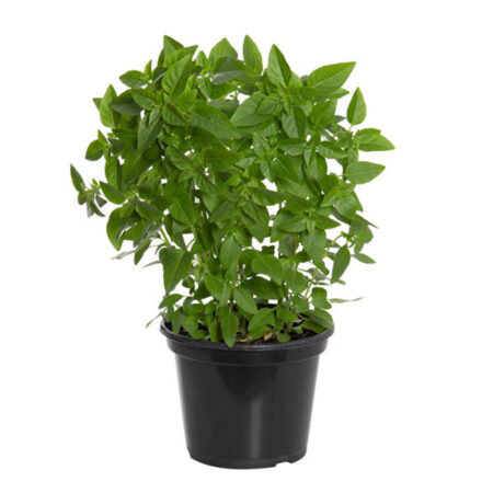 Muda Manjericão P15 Verde