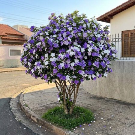 Manacá de Cheiro