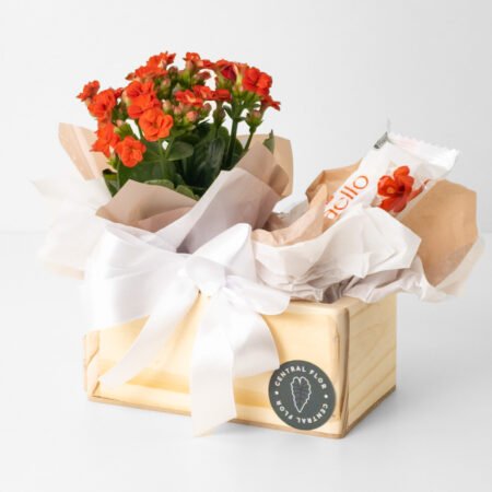 Mini Cesta Muda Kalanchoe P06 Vermelho + Bombom Ferrero Raffaello 30g