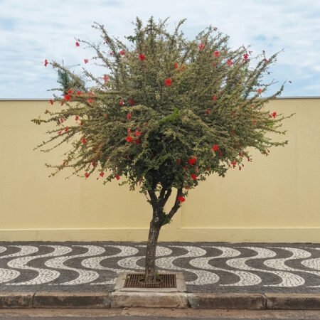 Hibisco Vermelho