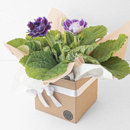 Gloxinia P15 + Cachepô de Papel + Laço