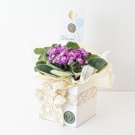 Violeta P11 + Cachepô de Papel + Laço + Tag Aniversário