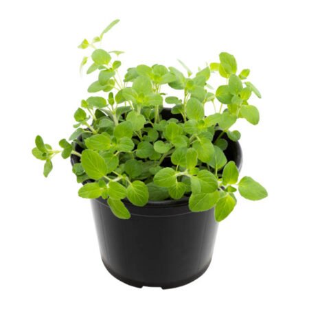 OREGANO P15