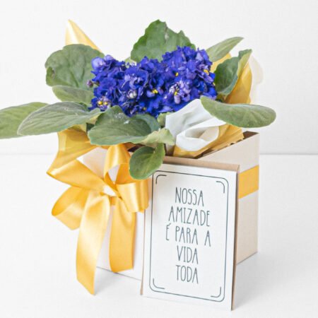 Violeta P11 + Cachepô de Papel + Laço + Cartão Amizade