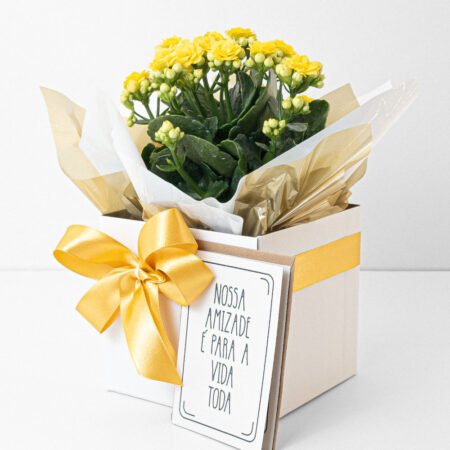 Kalanchoe P11 + Cachepô de Papel + Laço + Cartão Amizade