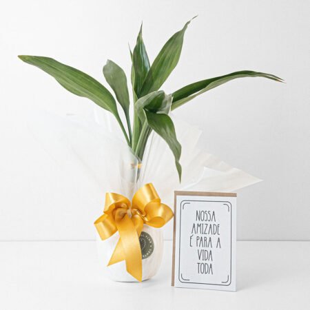 Bambu da Sorte + Vaso Branco Auto irrigável + Cartão Amizade
