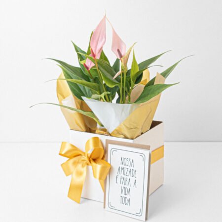Muda Antúrio P09 Rosa + Cachepô de Papel + Laço + Cartão Amizade