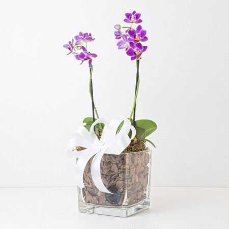 Composição Orquidea P09 Phal 2H + Cachepô de Vidro + Laço