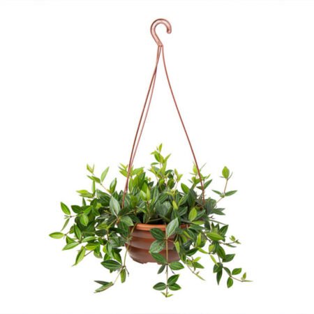 Peperomia C21 Puteolata pendente