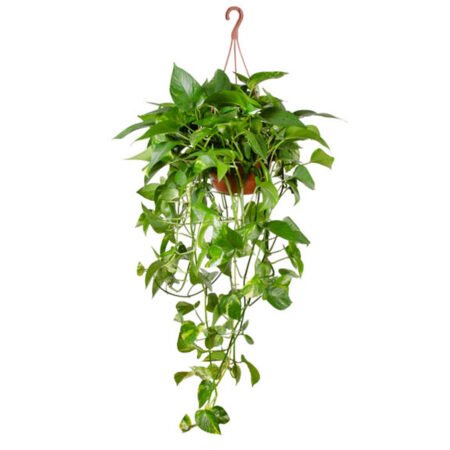 Jiboia C21 Verde Pendente