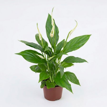 Muda Lirio da Paz P07 (Spathiphyllum)