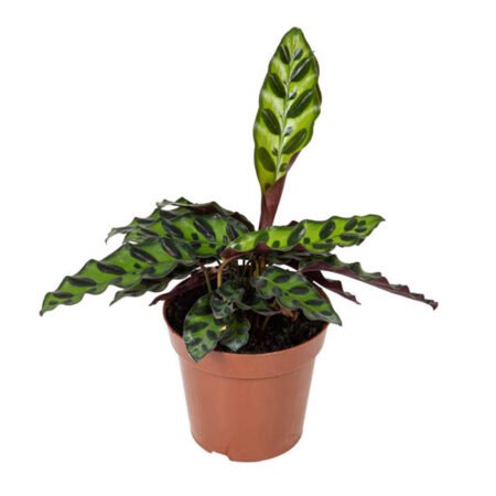 Calathea P12 Insignis