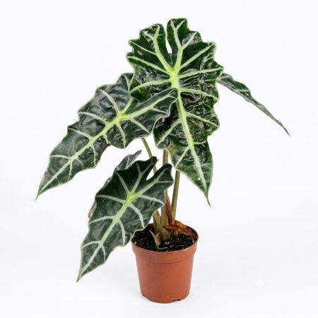 Alocasia P17 Polly (Alocacia)