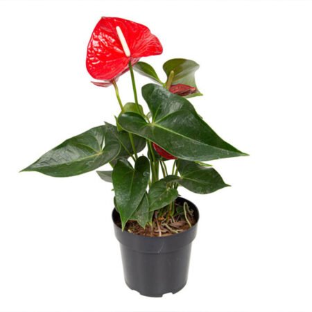 Muda Anturio P17 Vermelho (Anthurio)