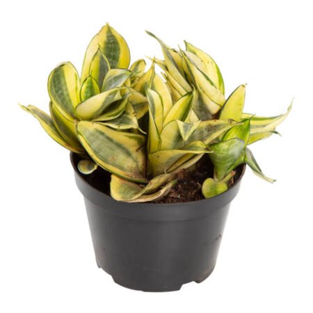 Sansevieria P11 Golden Hahni