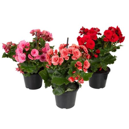 BEGONIA P15 VARIADA