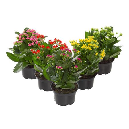 Muda Kalanchoe P15 Variado