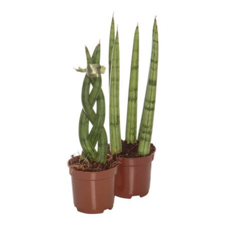 Sanseveria P06 Variada