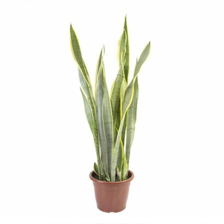 Sanseveria P24 Variada