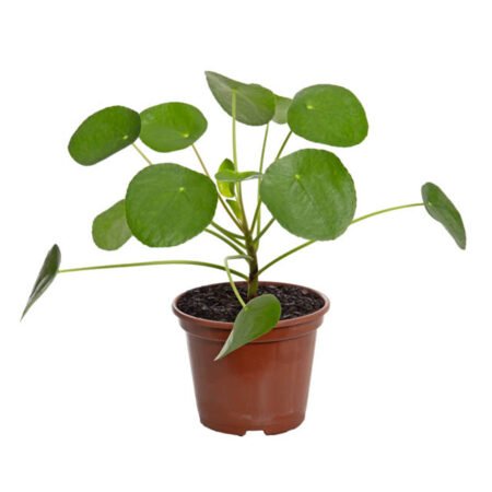 PILEA P15 PLANTA CHINESA DO DINHEIRO