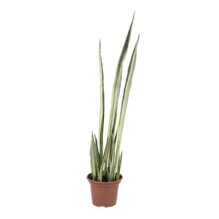 SANSEVIERIA P15 TRIFASCIATA BENTELS SENSATION