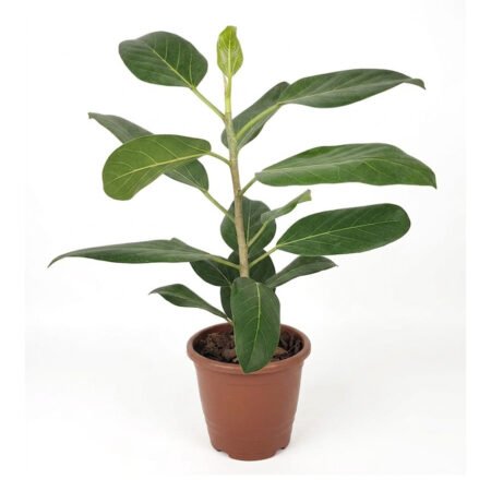 Ficus P24 Elastica Audrey
