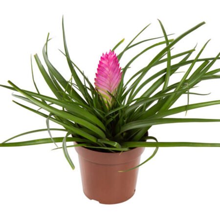 Bromelia P12 Guz