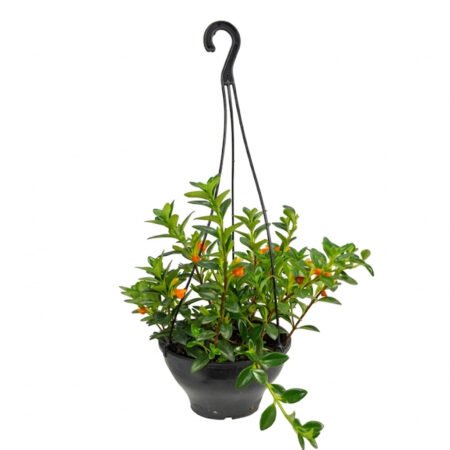 Columeia C18 Peixinho