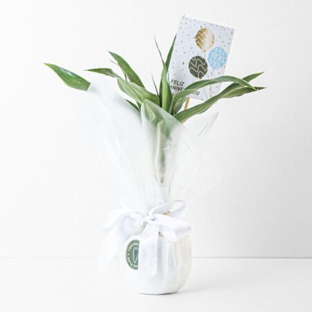 Bambu da Sorte + Vaso Auto Irrigável + Laço + Tag Aniversário