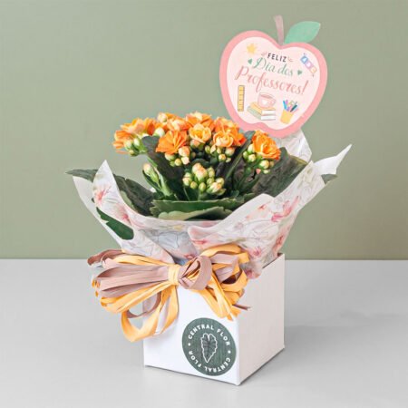 Muda Kalanchoe P06 + Cachepô de Papel + Laço + Tag Dia Dos Professores