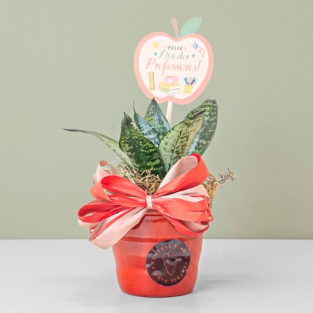 Composição Sansevieria P06 + Cachepô + Laço + Tag Dia Dos Professores